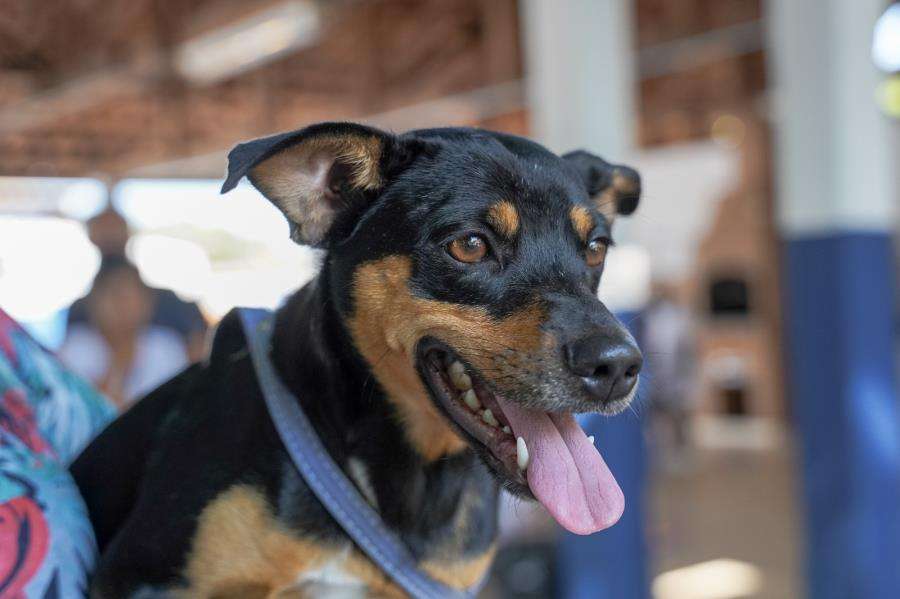 Atibaia abre inscrições para mutirão de castração de cães e gatos em setembro